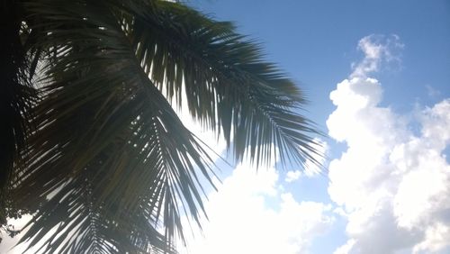 Low angle view of palm trees against sky