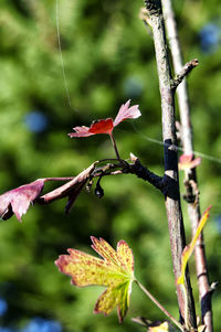 Close-up of pink flower