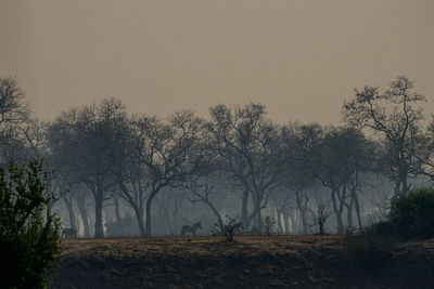 Bare trees on field against sky