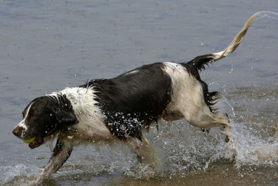 Dog in a lake