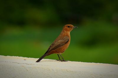 Close-up of bird perching on retaining wall