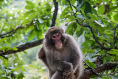 Portrait of monkey sitting on tree