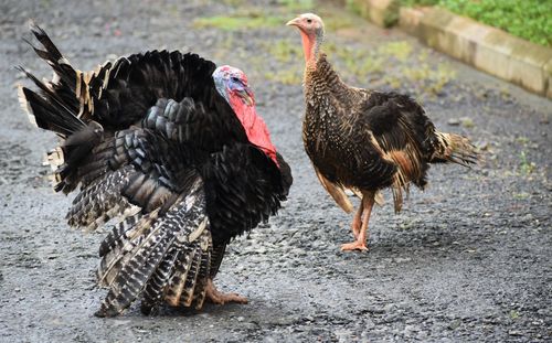 Flock of turkeys on land