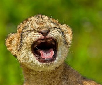 Close-up of cat yawning