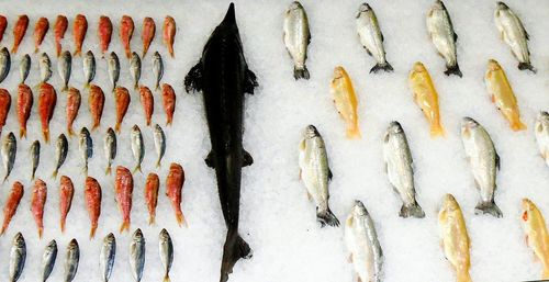 High angle view of fish arranged in ice at market