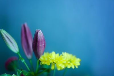 Close-up of fresh purple flower against blue sky