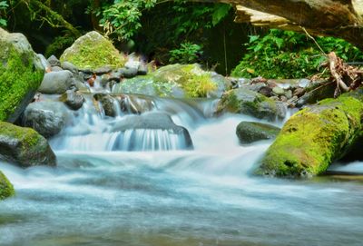 Water cascading through stones in forest