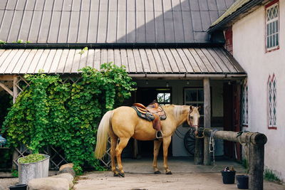 Horse standing in a building