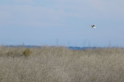 Bird flying over field against sky