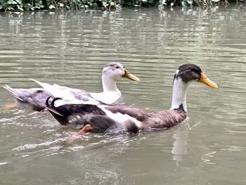 Ducks swimming in lake