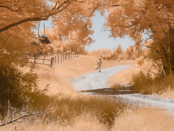 Trees on landscape during autumn