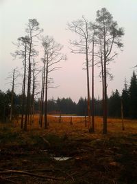 Bare trees on field