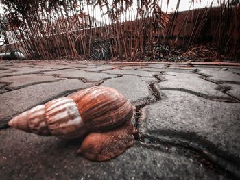 Close-up of shells on street