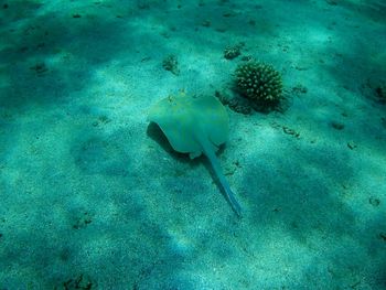 Fish swimming in sea