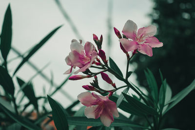 Close-up of pink flowering plant