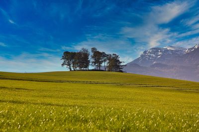 Scenic view of trees on field against sky