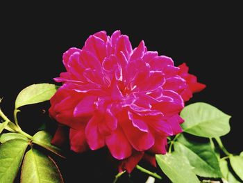 Close-up of flower blooming against black background