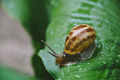 Close-up of snail on leaf