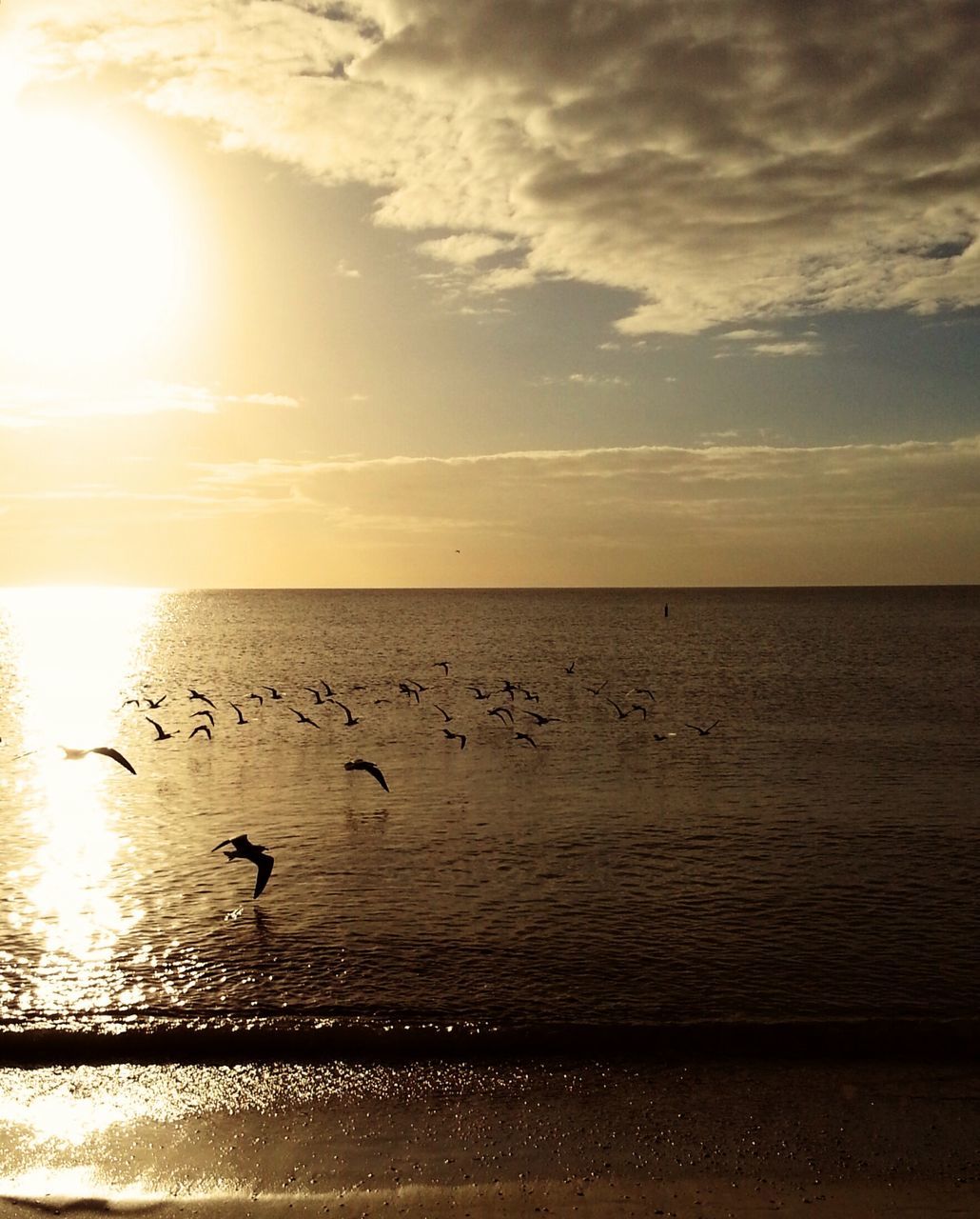 water, sea, horizon over water, sunset, sky, scenics, tranquil scene, tranquility, beauty in nature, beach, sun, nature, reflection, bird, idyllic, shore, cloud - sky, animal themes, silhouette, outdoors