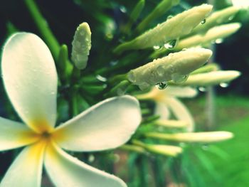 Close-up of raindrops on flowering plant