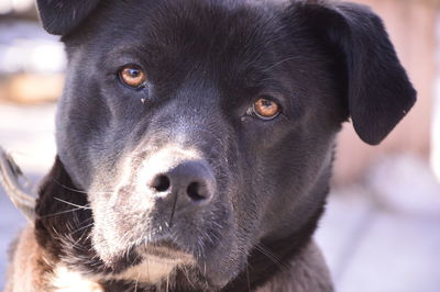 Close-up portrait of dog