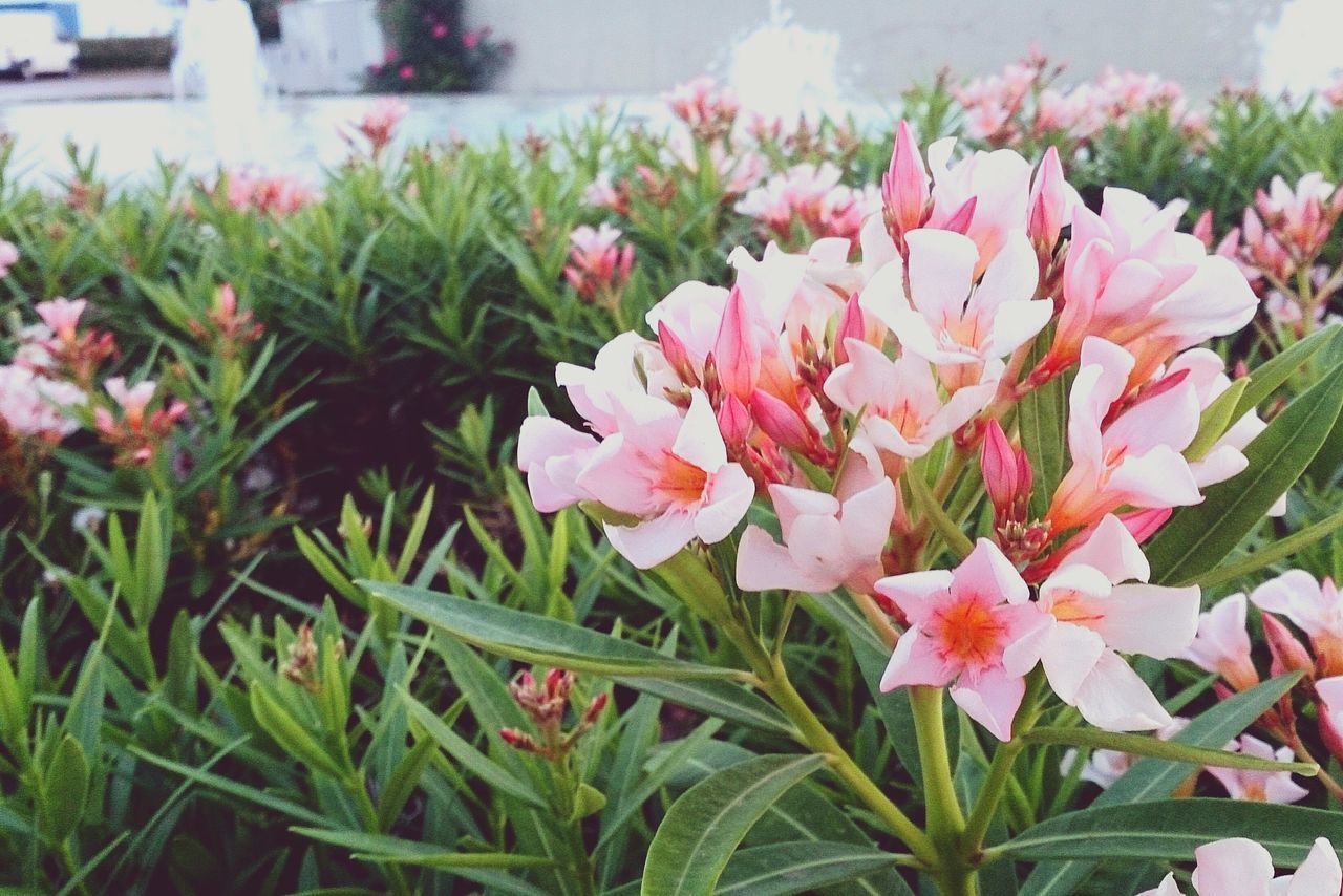 flower, freshness, fragility, petal, growth, plant, beauty in nature, flower head, leaf, blooming, nature, pink color, close-up, focus on foreground, park - man made space, in bloom, green color, day, front or back yard, outdoors