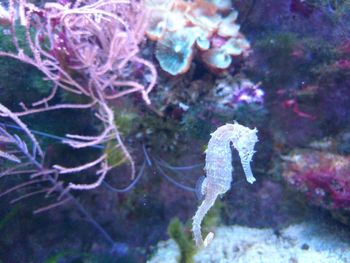 Close-up of coral underwater