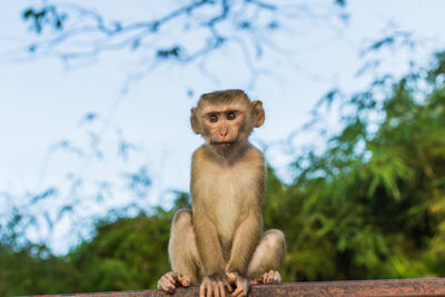 The macaque monkeys of monkey hill, phuket.