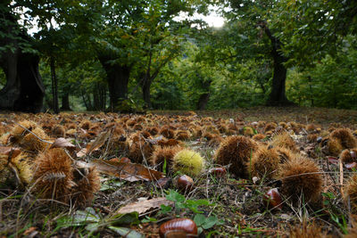 View of animal relaxing on field