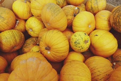 Full frame shot of pumpkins