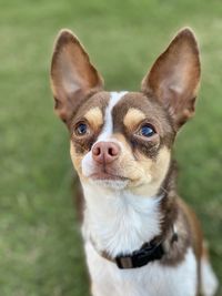 Close-up portrait of a dog on field