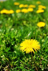 Close-up of yellow flower blooming in field