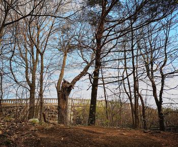 Bare trees on field in forest against sky