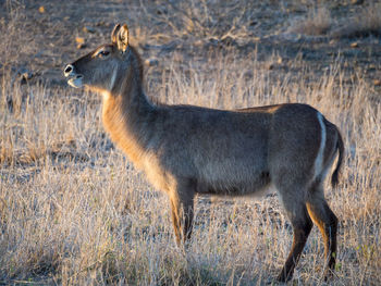 Water buck antelope standing in dry grass, kruger national park, south africa