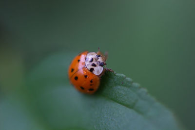 Close-up of ladybug on leaf