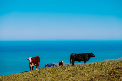 View of cattle on grass field with blue sky and sea
