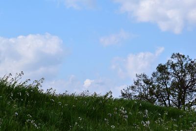 Low angle view of trees on field against sky