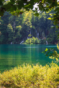 Scenic view of lake amidst trees in forest