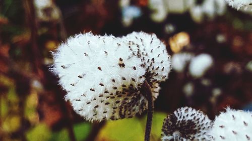 Close-up of white flowering plant