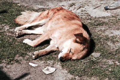 High angle view of dog sleeping