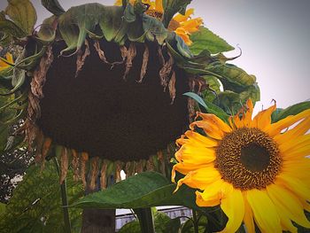 Close-up of sunflower blooming outdoors