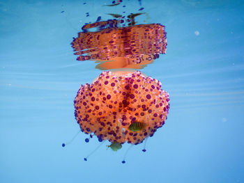 Close-up of jellyfish swimming in sea