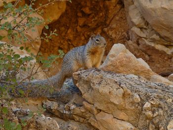 Squirrel sitting on rock