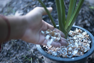 Cropped hand of man holding potted plant