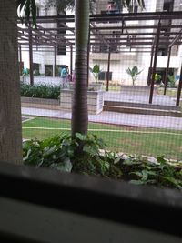 Potted plants in greenhouse