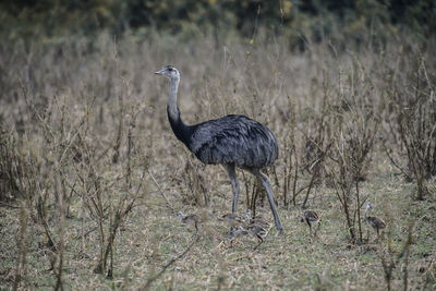 Greater Rhea