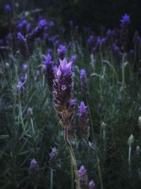 Close-up of purple flowering plants on field
