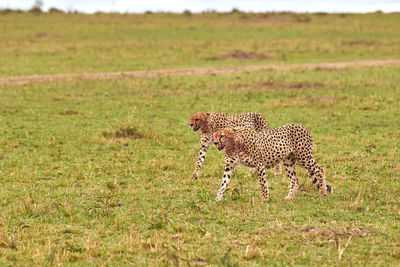 Cheetah running on field