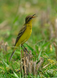 Close-up of bird perching on a plant