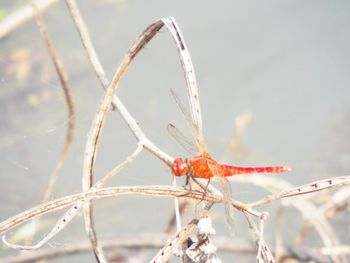 Close-up of insect on leaf